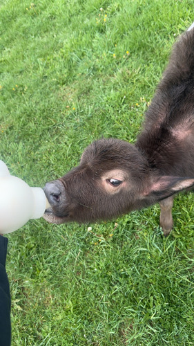Bottle & Barnyard Experience at Norz Hill Farm poster