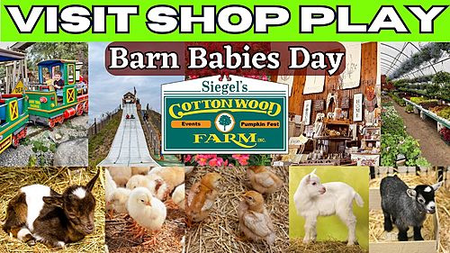 Barn Babies at Siegel's Cottonwood Farm 2025 poster